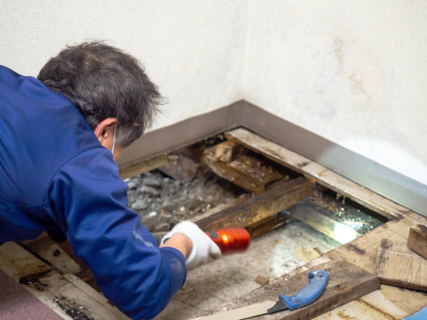 Best Kitchen Mold Remediation in Watauga, TX