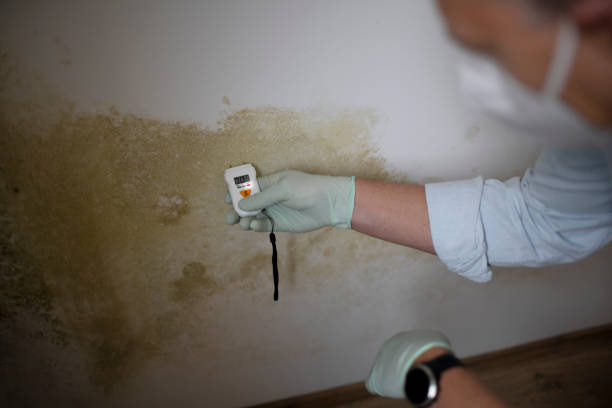 Best Black Mold Remediation in Watauga, TX