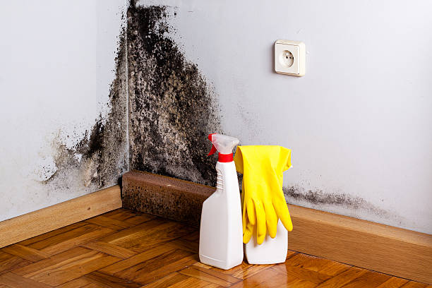 Best Kitchen Mold Remediation in Watauga, TX